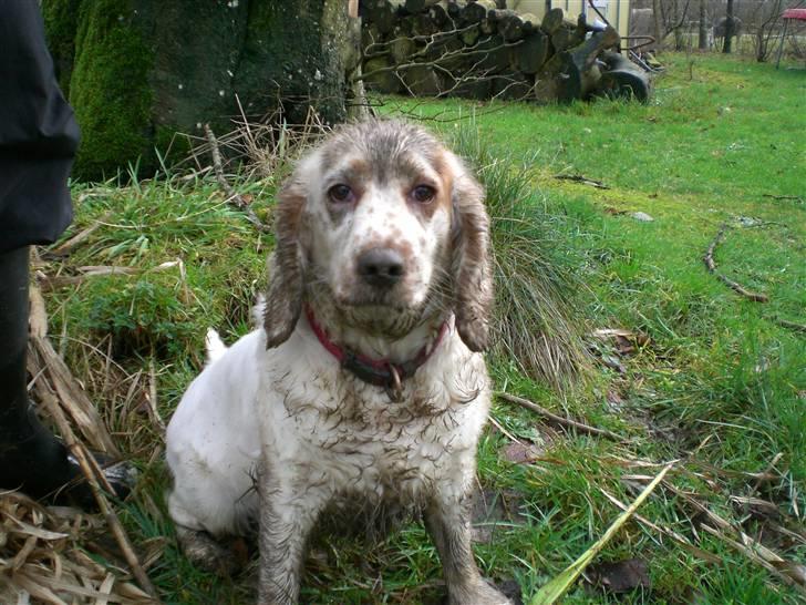 Cocker spaniel Lady - ARG! ... Jeg tror ikke mudderbad gør noget godt for din pels, Lady... billede 13