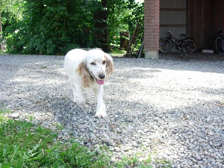 Cocker spaniel Lady - Her kommer Lady-hunden! billede 14