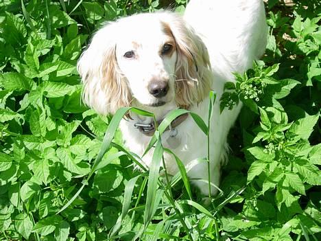 Cocker spaniel Lady - Lady er ude og lege lidt, iih hvor hun hygger sig i alle bladene ;D billede 17