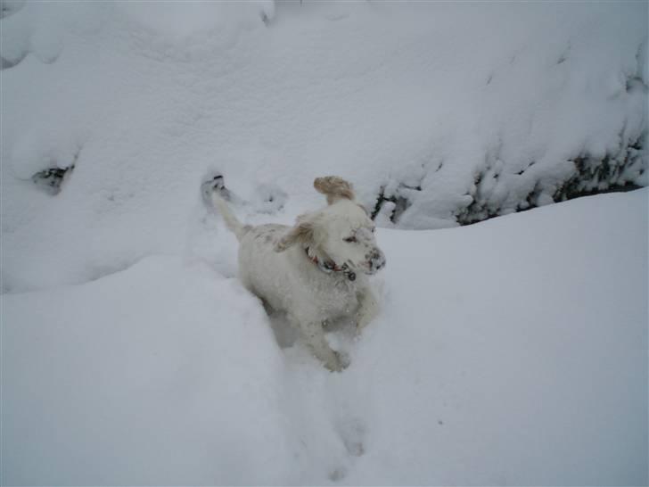 Cocker spaniel Lady - Lady i sneen! billede 18