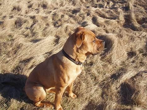 Blanding af racer Malou billede 13