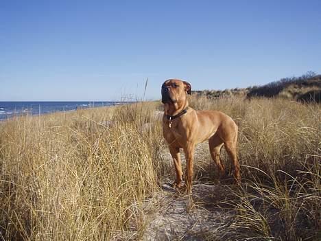 Blanding af racer Malou billede 14