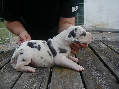 Grand danois Horsebjerg Athena (Himmelhund)  - 3 uger, tænk jeg har været så lille billede 3