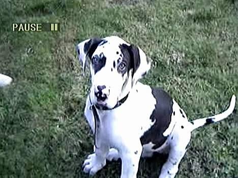 Grand danois Horsebjerg Athena (Himmelhund)  - 2 mdr. jeg er klar til spilopper billede 4