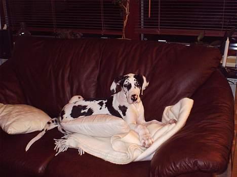 Grand danois Horsebjerg Athena (Himmelhund)  - En ægte sofahund billede 5