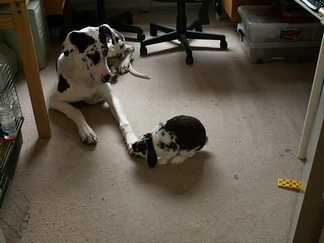 Grand danois Horsebjerg Athena (Himmelhund)  - Her ligger jeg med kaninen Arnold billede 6