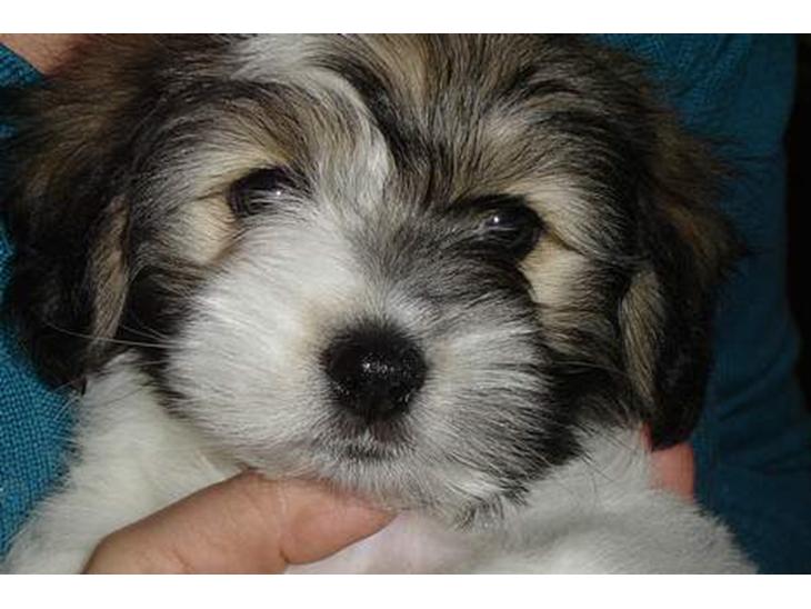 Coton de tulear Noah - 8 uger billede 1