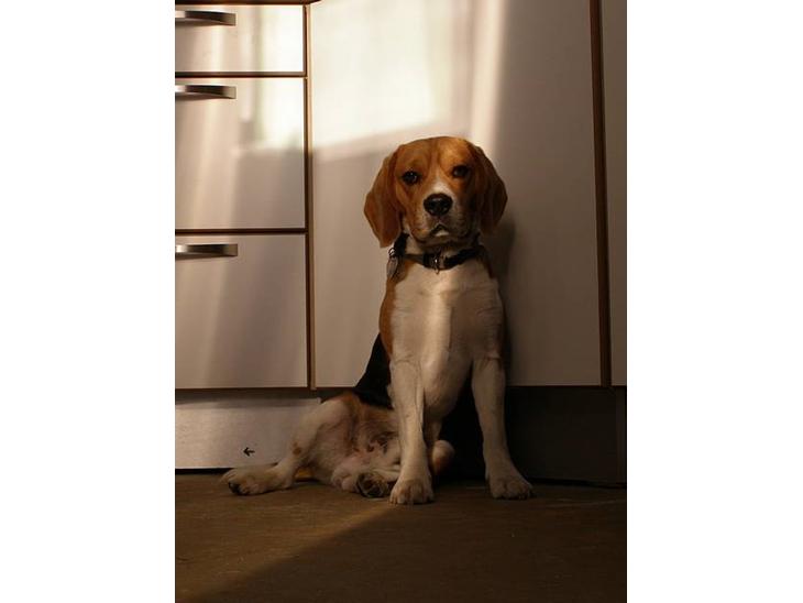Beagle Bob RIP 22/10-2017 - Jeg sidder lige og venter på at du giver mig en kommentar eller en udfordring... billede 1