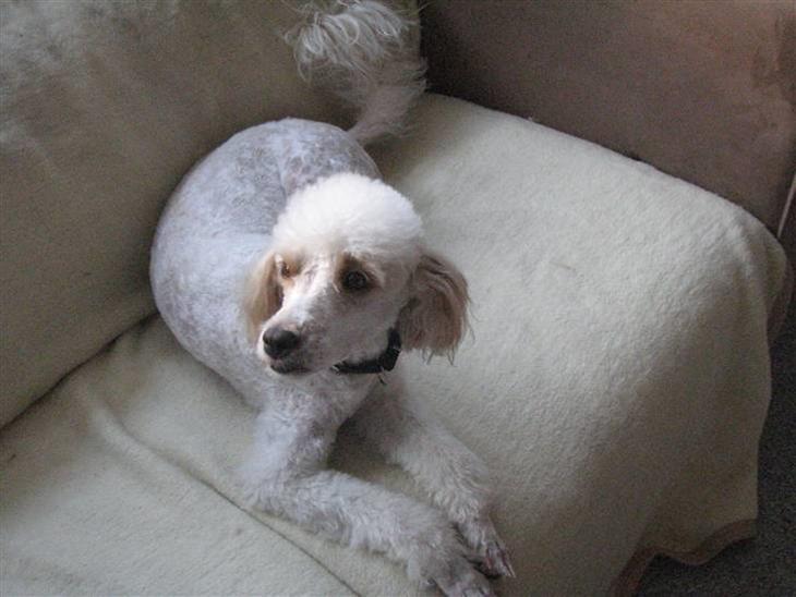 {{currentPhoto.altText}} billede {{currentPhoto.number}}