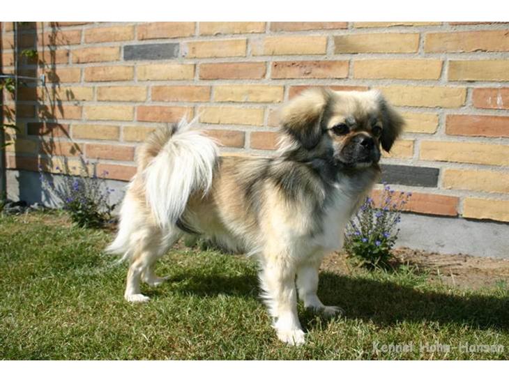 Tibetansk spaniel Kri Kris Everlasting Juno - Endelig sol og sommer ;-) billede 1