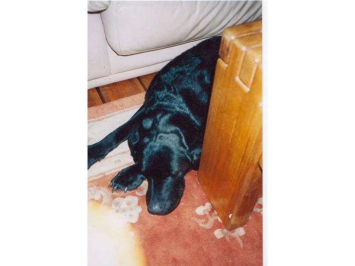 Labrador retriever (formel 1)  fie <3 (død) - Jeg elsker det billed af hende , hun ser så sød ud når hun sover. Taget-i 2004 kort før hun død billede 1