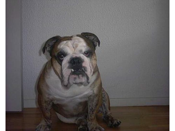 Engelsk bulldog Mojo  * R.I.P. * :´(  billede 1