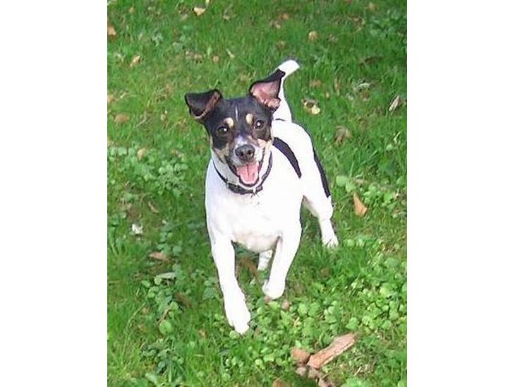 Dansk svensk gaardhund - Freja "Futte" billede 1