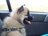 Eurasier Misha - Eurasierkrogens Cela