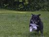Shetland sheepdog Mindy