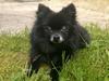 Pomeranian Futte R.I.P