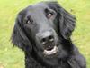 Flat coated retriever KENZO