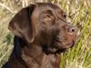 Labrador retriever Cassatas Modesty Marigold (Luna)