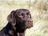 Labrador retriever Lab Luna´s Avra for Laura