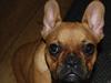 Fransk bulldog Carla [ Himmelhund]