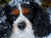 Cavalier king charles spaniel Valde