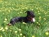 Blanding af racer Tjalfe (rottweiler/labrador)