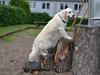 Golden retriever Bertha *Tricksdyret*<33