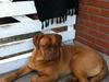 Dogue de bordeaux Balera The Strong One (Ida)