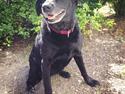 Labrador retriever Bella