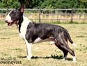 Bullterrier Budda