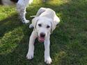 Labrador retriever Rishøjhus's Balu