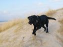 Labrador retriever Sasha