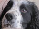 Engelsk springer spaniel Simba