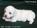 Bichon à poil frisé Torshøj's Gaby