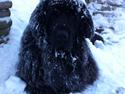 Newfoundlænder Bamse