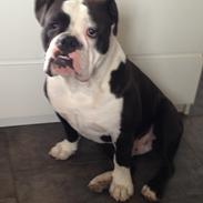Olde english bulldogge Eddie 