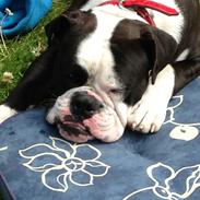 Olde english bulldogge Eddie 
