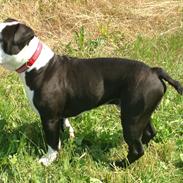 Olde english bulldogge Eddie 