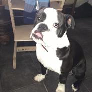 Olde english bulldogge Eddie 
