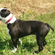 Olde english bulldogge Eddie 