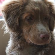 Nova scotia duck tolling retriever Mickho