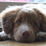 Nova scotia duck tolling retriever Mickho