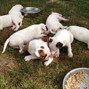 Bullterrier Freya <3 - Stafford Flowers Danelaw