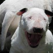 Bullterrier Freya <3 - Stafford Flowers Danelaw