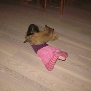Cairn terrier Buster