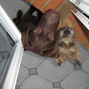 Cairn terrier Buster
