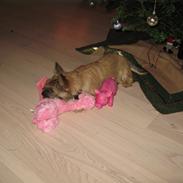 Cairn terrier Buster