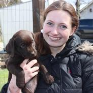Labrador retriever Pubbie 