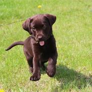 Labrador retriever Pubbie 