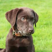 Labrador retriever Pubbie 
